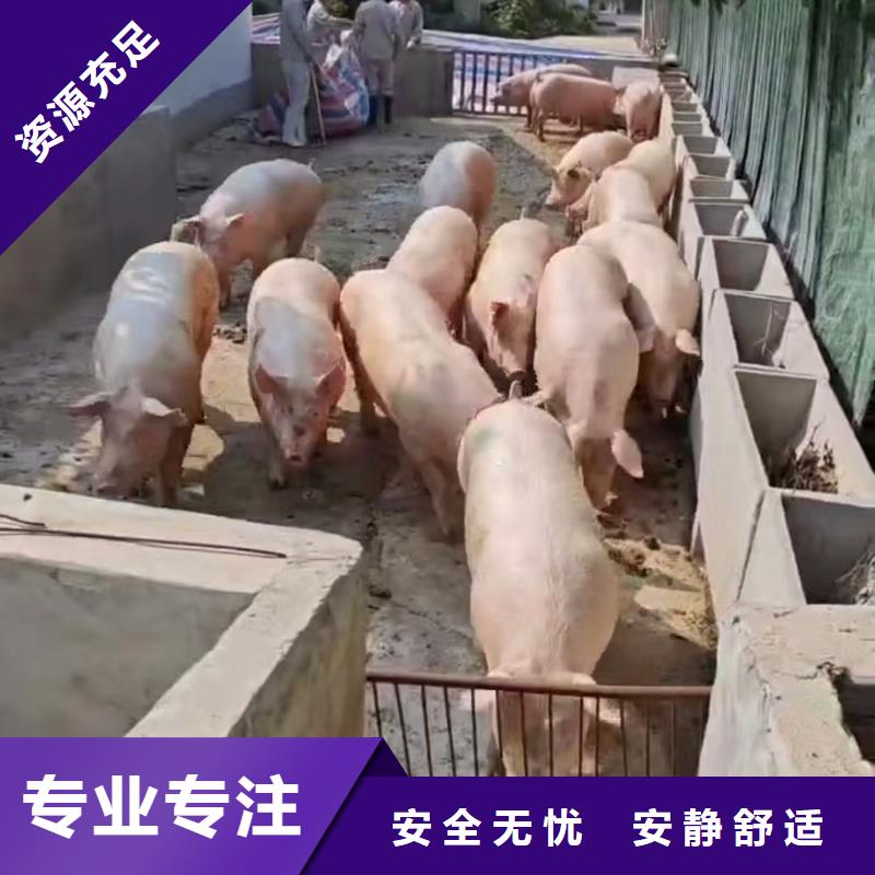 宿迁市到牲畜运输监控到位