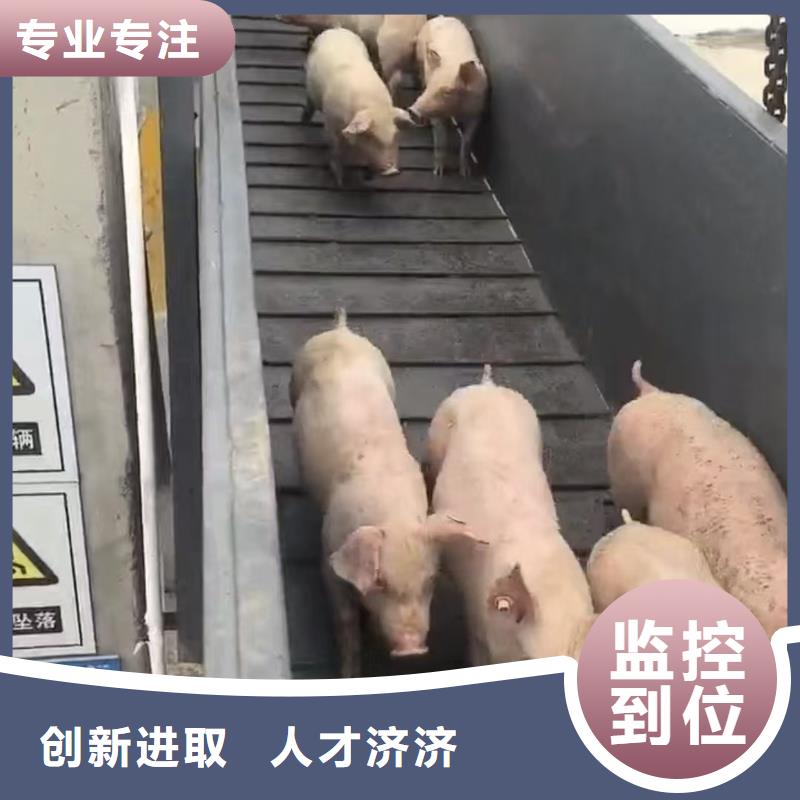 宿迁市泗阳到原料运输品牌知名