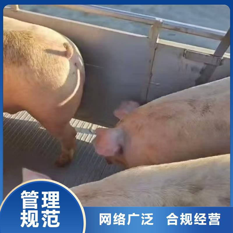 宿迁市泗阳到猪只运输专用车专业专注