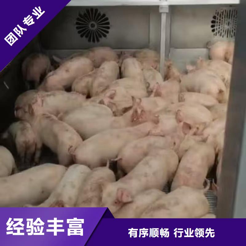 宿迁市泗阳到猪只运输专用车专业专注