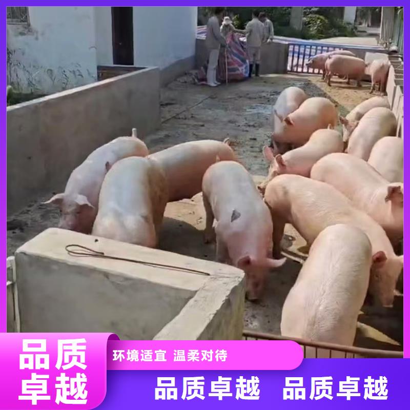 宿迁市泗洪到活禽运输有条不紊