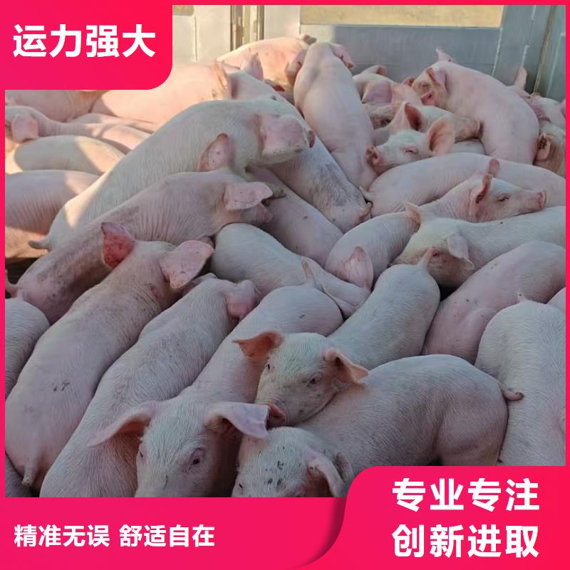 宿迁市泗洪到猪笼车运输信誉卓著