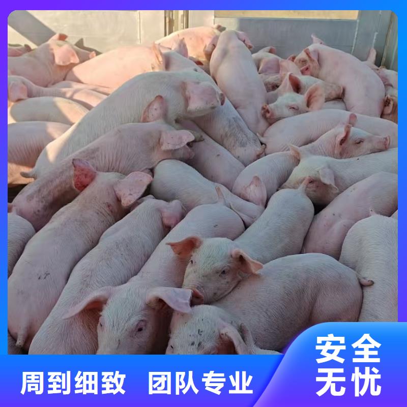 宿迁市泗洪到活禽运输有条不紊