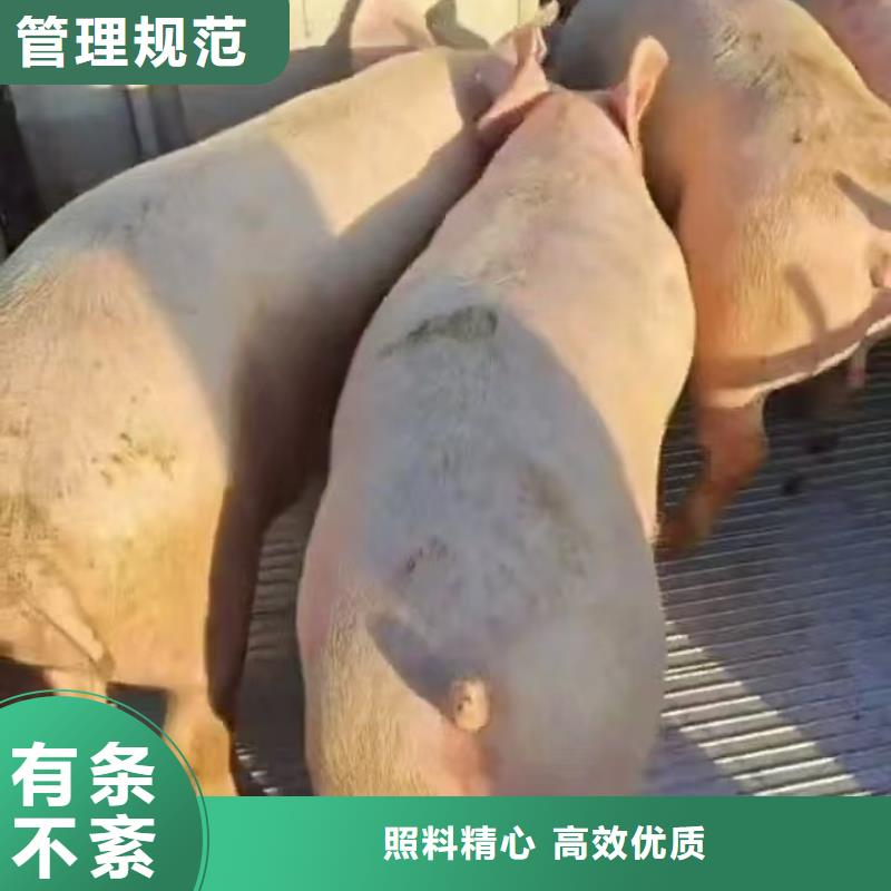 宿迁到畜禽物流快捷