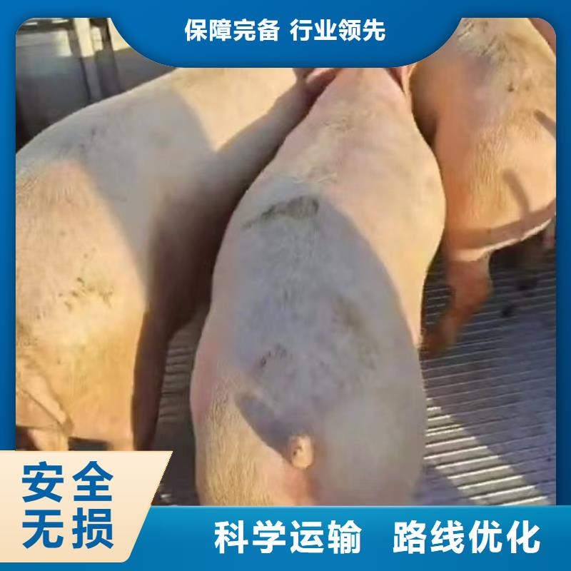 宿迁市泗阳到原料运输品牌知名