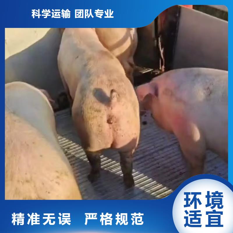 宿迁市泗洪到猪只运输专用车实力雄厚