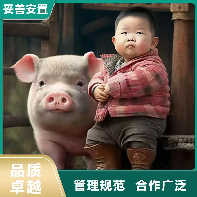 宿迁到羊运输支持到付