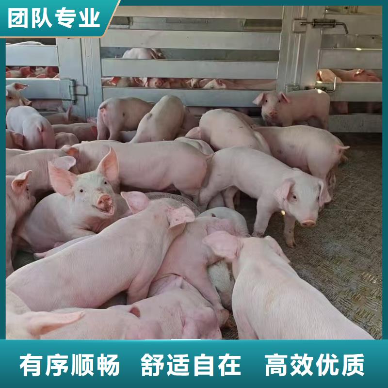 宿迁市泗洪到活禽运输有条不紊