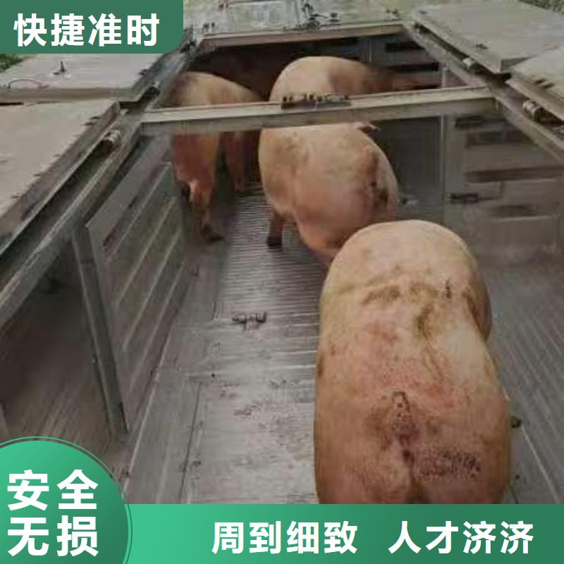 宿迁市泗洪到猪只运输专用车实力雄厚