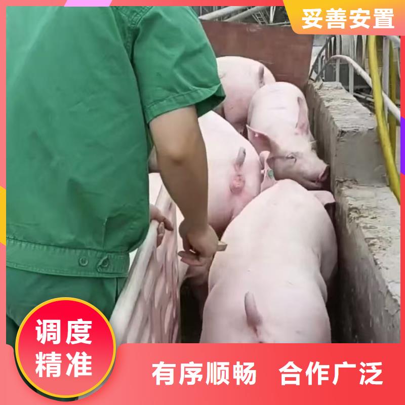 宿迁市泗阳到原料运输品牌知名