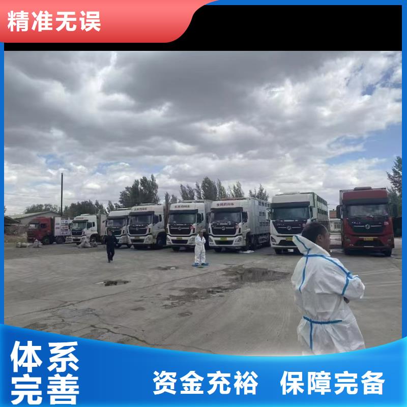 宿迁市到牛运输行业领先